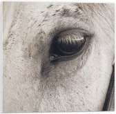 Forex - Oog van Wit Paard - 50x50cm Foto op Forex