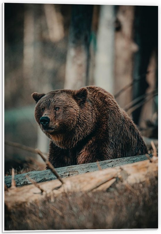 Forex - Bruine Grizzlybeer in de Bossen   - 40x60cm Foto op Forex