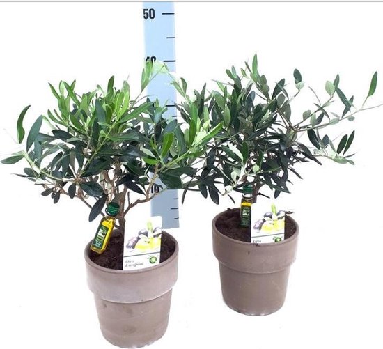Olijfboom inclusief pot en flesje olijfolie