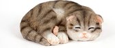 Slapende grijze Kitten
