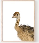 Poster Jungle / Safari Baby Struisvogel - 40x30cm/A3 - Baby / Kinderkamer - Dieren Poster - Muurdecoratie