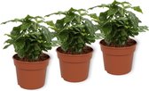 Set van 3 Kamerplanten - Coffea Arabica - ±  25cm hoog - 12cm diameter