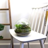 Terrarium - Dome - ↑ 20 cm - Ecosysteem plant - Kamerplanten - DIY planten terrarium - Mini ecosysteem