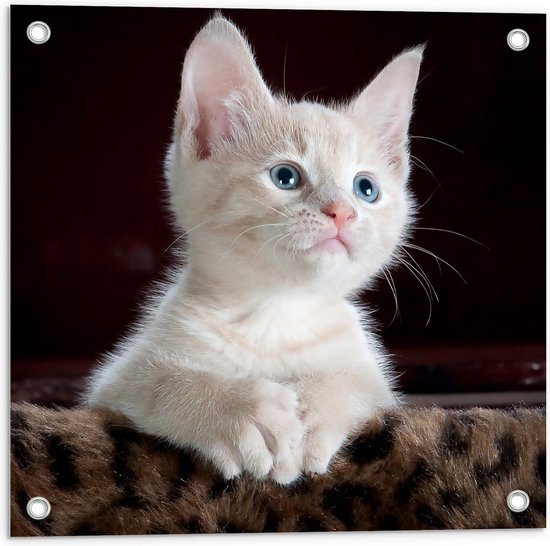 Tuinposter – Witte Kitten op Panter Printje  - 50x50cm Foto op Tuinposter  (wanddecoratie voor buiten en binnen)