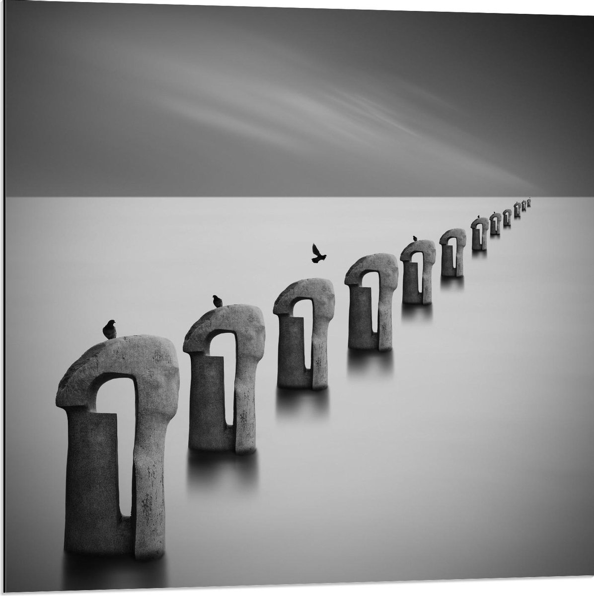 Dibond - Vogels op Betonnen Palen ( Zwart Wit ) - 80x80cm Foto op Aluminium (Wanddecoratie