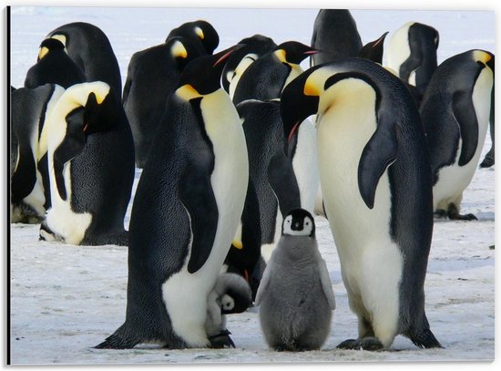Dibond - Baby Pinguïns in Groep met Grote Pinguïns  - 40x30cm Foto op Aluminium (Met Ophangsysteem)