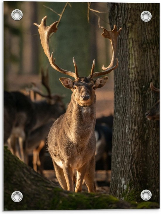 Tuinposter – Bruin Hert met Mooi Gewei bij Boom - 30x40cm Foto op Tuinposter  (wanddecoratie voor buiten en binnen)