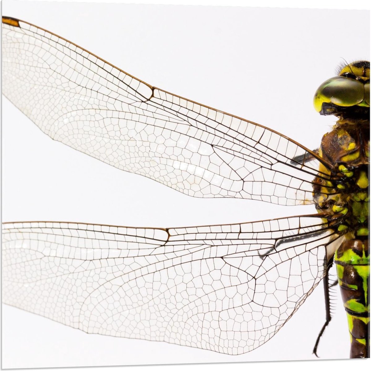 Plexiglas - Vleugels Close-Up - 80x80cm Foto op Plexiglas (Met Ophangsysteem)