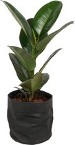 Kamerplant Ficus Robusta - ± 70cm hoog – 19cm diameter - in zwarte katoenen sierzak