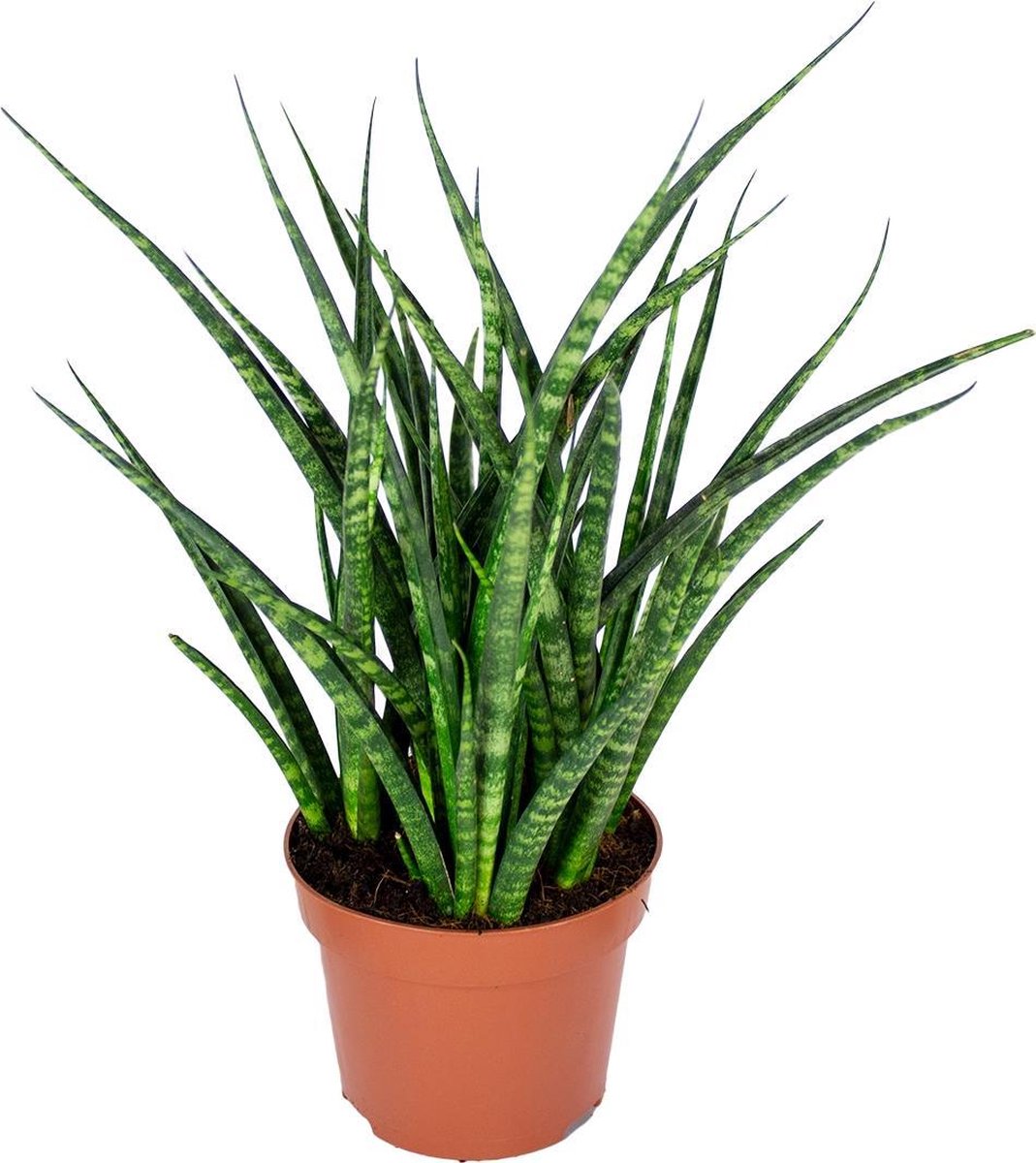 Sansevieria fernwood