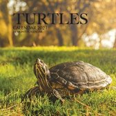 Turtles Calendar 2021