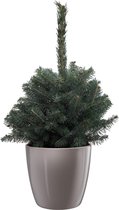 Picea Super Blue 35cm met Diamond Oyster Pearl Pot