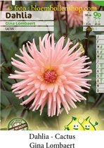 3 knollen CACTUS DAHLIAS GINA LOMBAERT