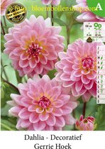 3 knollen DECORATIEF DAHLIA GERRIE HOEK