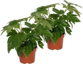 2x Kamerplant Fatsia Japonica – Vingerplant - ± 25cm hoog – 12 cm diameter