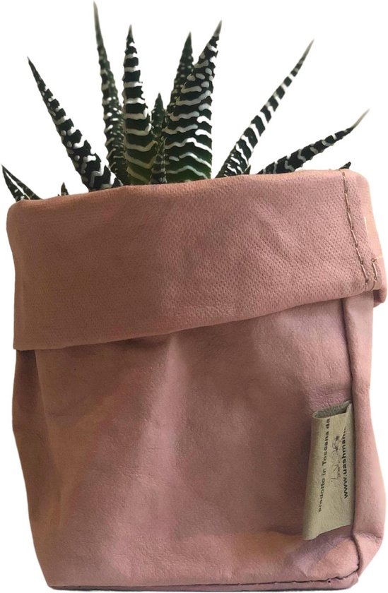 de Zaktus - Haworthia big band - cactus - paper bag roze - maat M