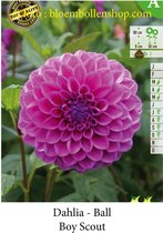 3 knollen DAHLIA BALL DECORATIEF BOY SCOUT