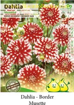 3 knollen BORDER DAHLIA DEC.MUSETTE