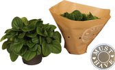 Groene plant - Peperomia Rana Verde - ⌀17 cm - Hoogte ↕30cm - Vers uit eigen kwekerij!