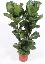 Kamerplant van Botanicly – Vioolplant – Hoogte: 105 cm – Ficus Lyrata