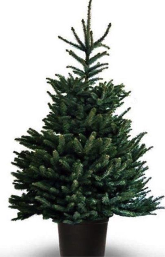 gevaarlijk patroon Autorisatie Kerstboom - Blauwspar - Picea Pungens Glauca - IN POT - 100-125cm | bol.com