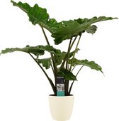 Kamerplant van Botanicly – Olifantsoor incl. crème kleurig sierpot als set – Hoogte: 80 cm – Alocasia portodora