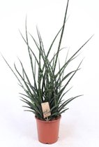 Kamerplant van Botanicly – Vrouwentongen – Hoogte: 80 cm – Sansevieria Fernwood Punk