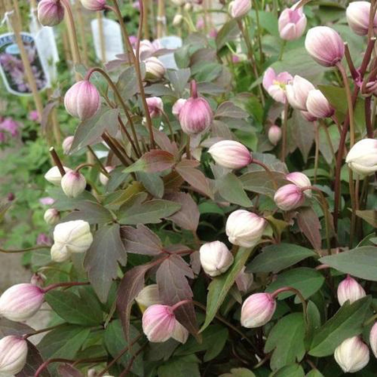 Clematis Montana Rubens - Klimplant - Roze Bloeiend, Meerjarig en Winterhard | 1,5 liter pot