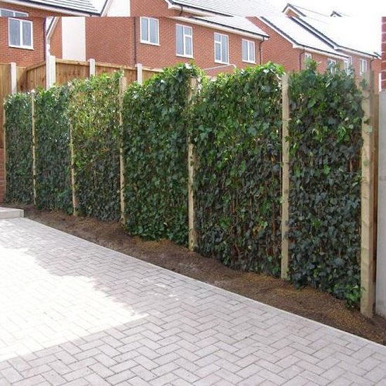 Foto: 6 x hedera klimop voor 1 strekkende meter haag 6 halen 5 betalen 6 klimplanten van 75 100cm hoog in pot hedera hibernica groen groenblijvend wintergroen goed voor 1 meter 100 privacy haag 