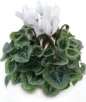 Cyclamen - wit - sterke bloeier - 20 cm hoog - potmaat 9 cm - 6 stuks