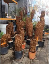 Dicksonia antarctica - Tasmaanse boomvaren 369-422cm - Dikke stammen