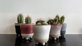 Cactus en vetplanten mix in sierpot 5,5cm Colorful glazy 5 stuks