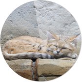 Slapende kat | Dieren | Rond Plexiglas | Wanddecoratie | 90CM x 90CM | Schilderij | Foto op plexiglas