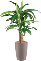 HTT - Kunstplant Dracaena Fragans in Genesis rond taupe H120 cm