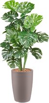 HTT - Kunstplant Monstera in Genesis rond taupe H150 cm