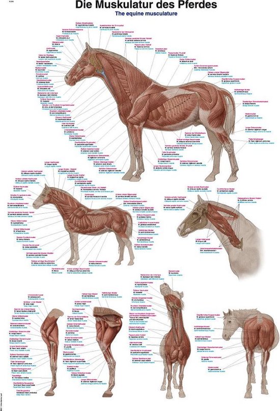 Anatomie poster spieren paard (papier, 50x70 cm) + ophangsysteem