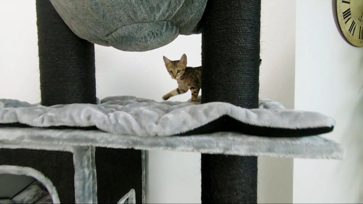 Petrebels Cat Tree Maine Coon Cityview 195 Grijs + Plaid gratuit d'une