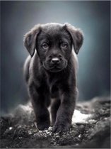 Lief Puppy zwart – vierkant - 40x30 - Volledig dekkend - Diamant Schilderen – Mooie Labrador pup hond – dieren –  Paintings voor volwassenen - HQ Diamond Painting Pakket