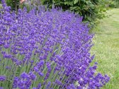 6x Lavendel (Lavandula angustifolia ‘Hidcote’)  pot 9x9