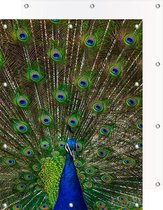 Tuinposter Pauw/Peacock | 80 x 120 cm | PosterGuru