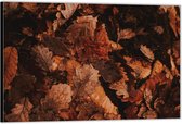 Dibond –Herfstbladeren op de Grond– 40x30 Foto op Aluminium (Wanddecoratie van metaal)