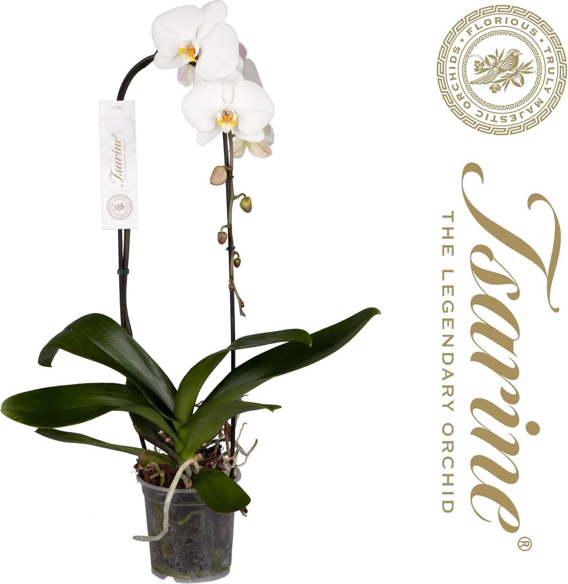 Phalaenopsis Tsarine® Nr15 Wit 1-Tak Cascade, 85 CM hoog, 15 CM potdiameter  | bol.com