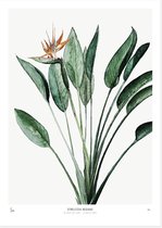 My Deer Art Shop Poster - Strelitzia Reginae - 50 X 40 Cm - Groen