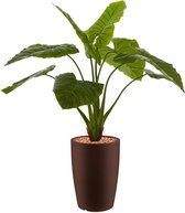 HTT - Kunstplant Philodendron in Genesis rond bruin H140 cm