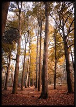 Affiche - Arbres d'automne - 70x100cm