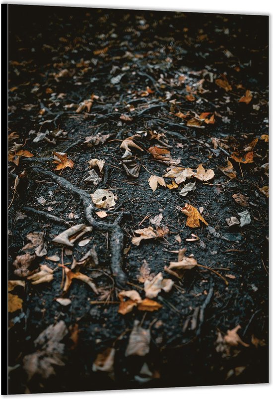 Dibond –Herfstbladeren in het Bos– 60x90cm Foto op Aluminium (Wanddecoratie van metaal)