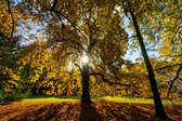 Poster, Een kastanje in vol herfst ornaat op landgoed Amelisweerd, te Utrecht, zwartwit, 60x40, gedrukt op prachtig en duurzaam offset papier met ECO-label