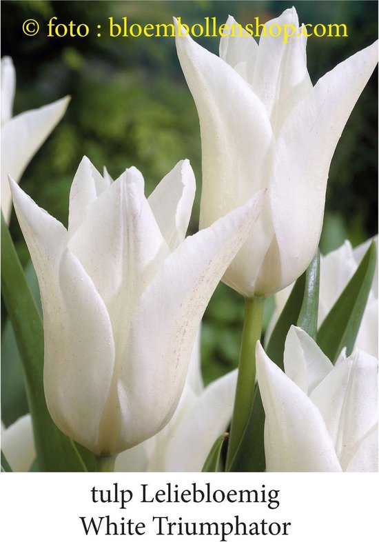 tulipe blanche Triumphator 25 bulbes calibre 12 / + | bol.com