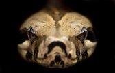 Schilderij anaconda 120 x 80 - Pixello - canvas - woonkamer - slaapkamer - print