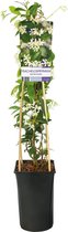 Sterjasmijn 'Trachelospermum jasminoides' - ↑40 - 60 cm in pot